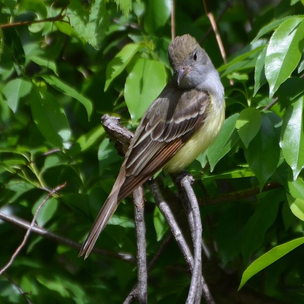 Great Crested Flycatcher