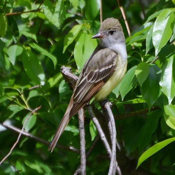 Great Crested Flycatcher