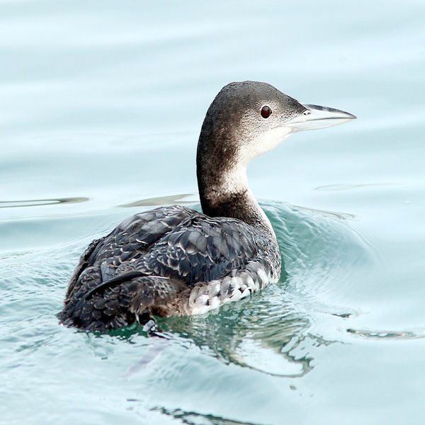 Great Northern Diver