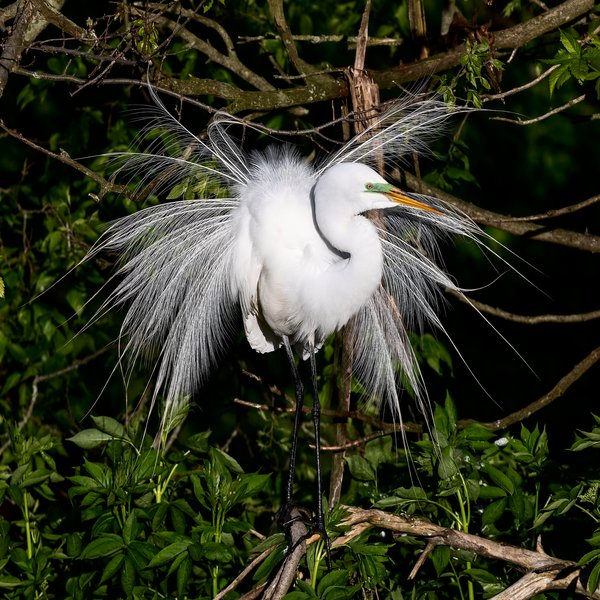 Great White Egret