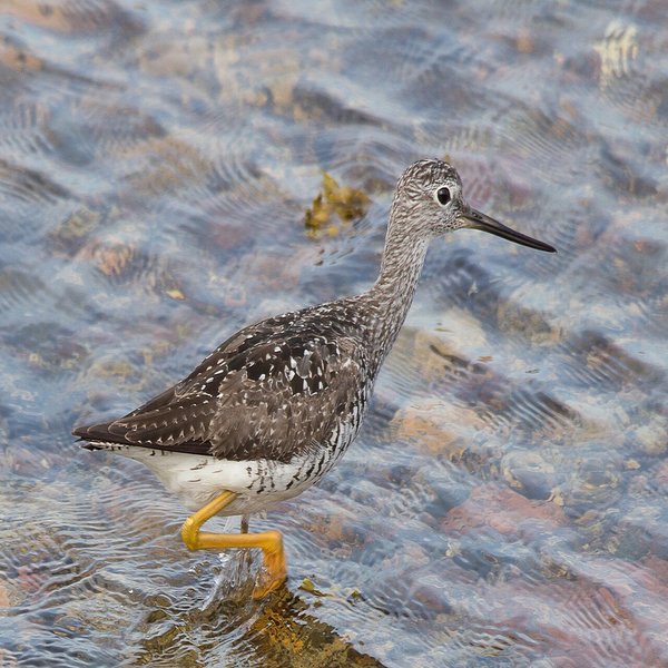 Greater Yellowlegs