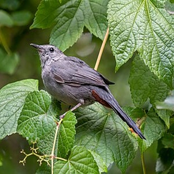 Grey Catbird