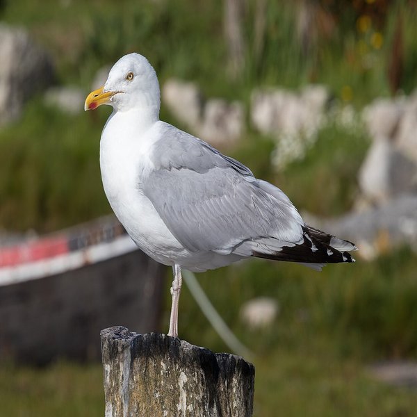 Herring Gull