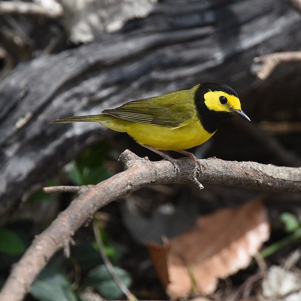 Hooded Warbler