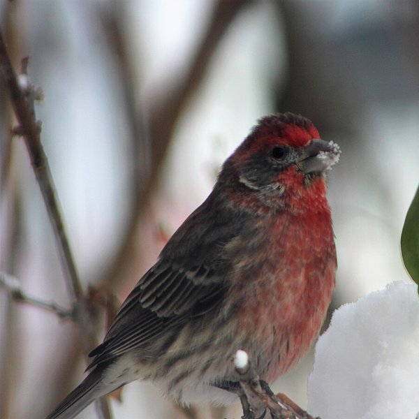 House Finch
