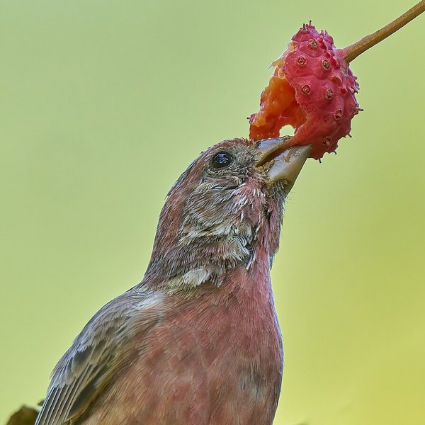 House Finch