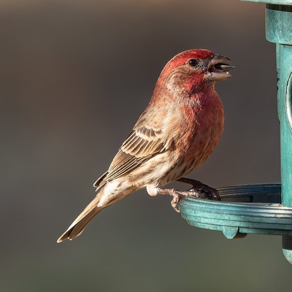 House Finch