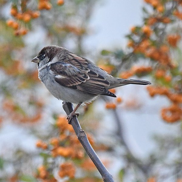 House Sparrow