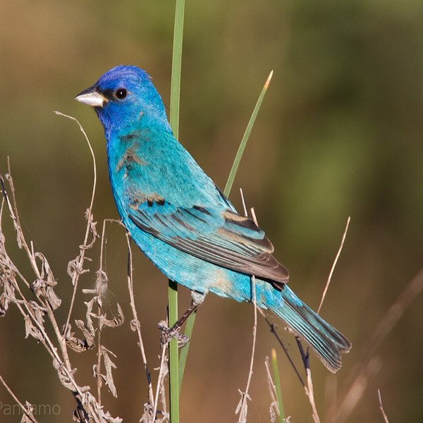 Indigo Bunting