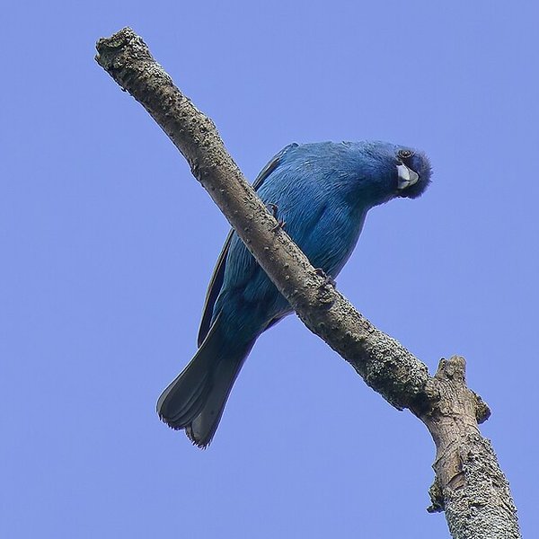Indigo Bunting