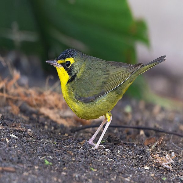 Kentucky Warbler