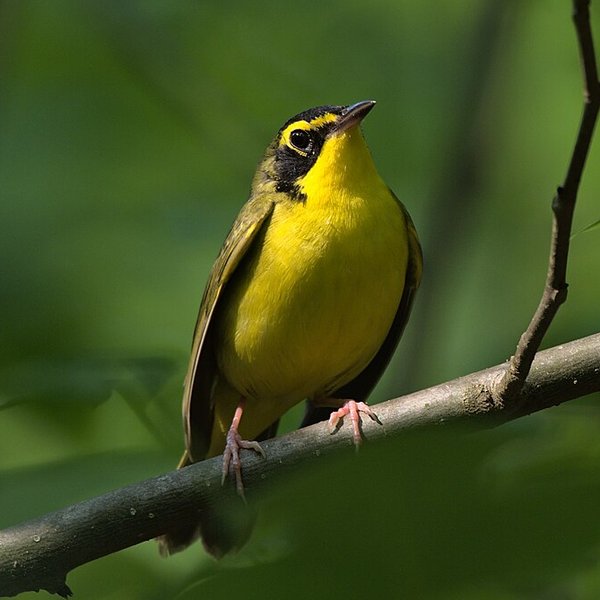 Kentucky Warbler