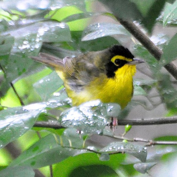 Kentucky Warbler