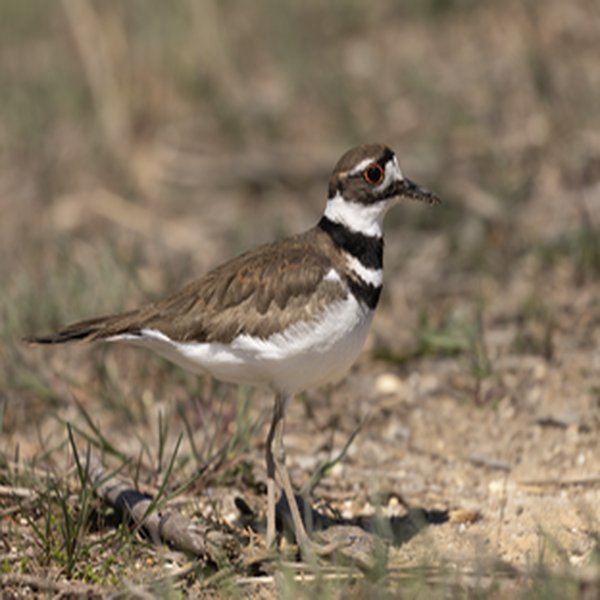 Killdeer