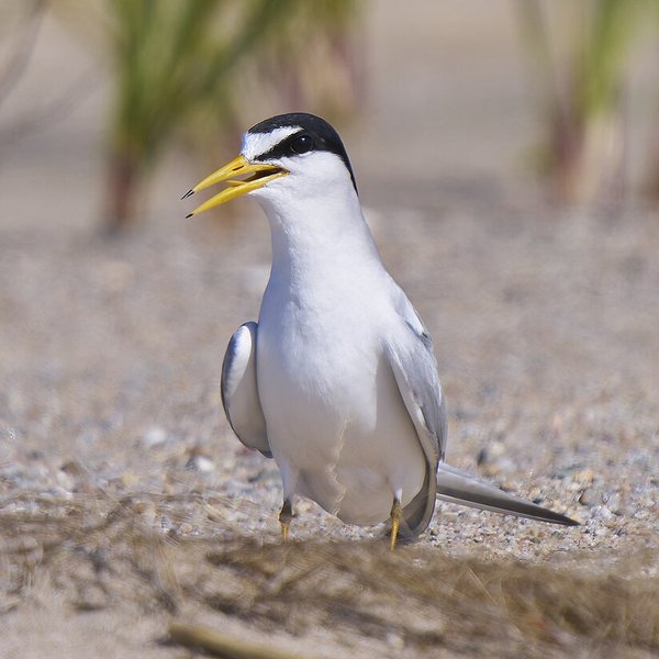 Least Tern