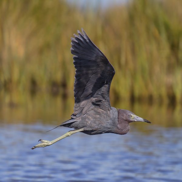 Little Blue Heron