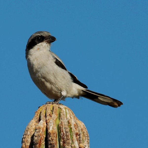 Loggerhead Shrike