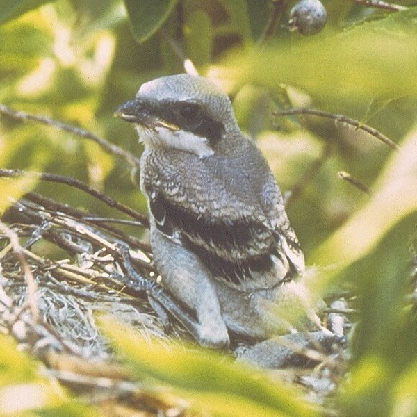 Loggerhead Shrike