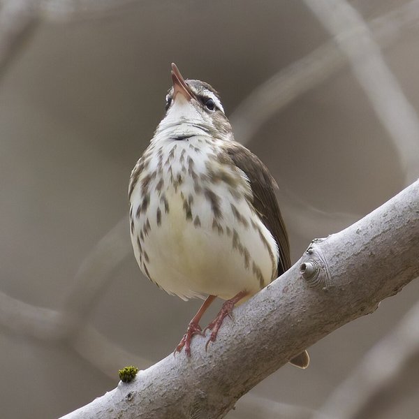 Louisiana Waterthrush