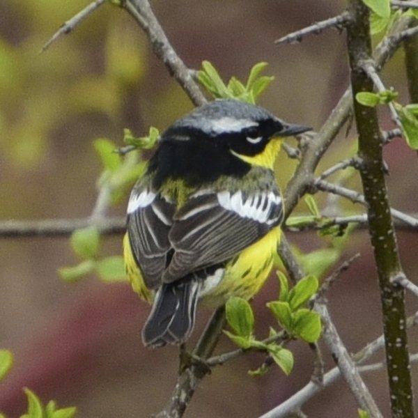Magnolia Warbler