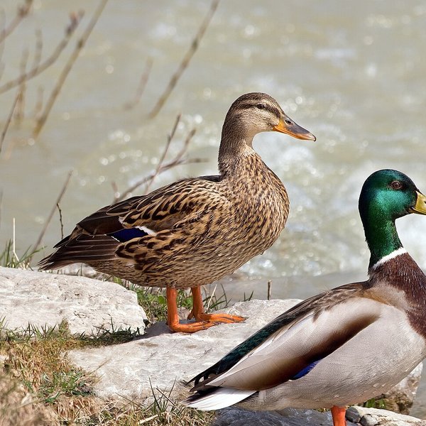 Mallard
