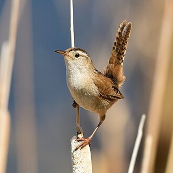 Marsh Wren