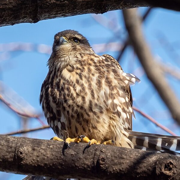 Merlin