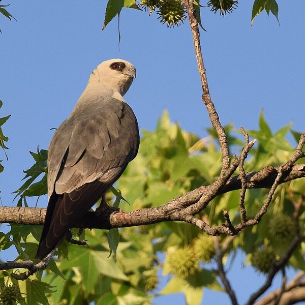 Mississippi Kite