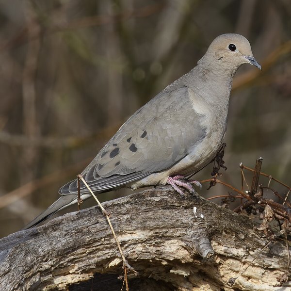 Mourning Dove