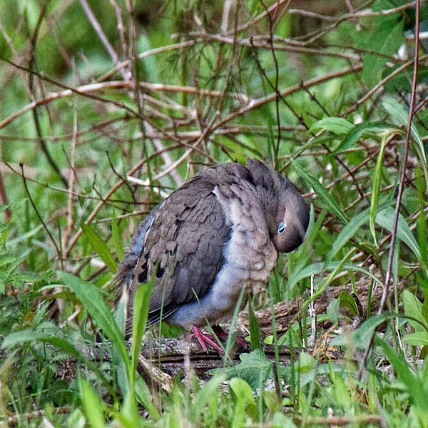 Mourning Dove