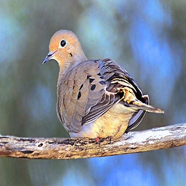 Mourning Dove