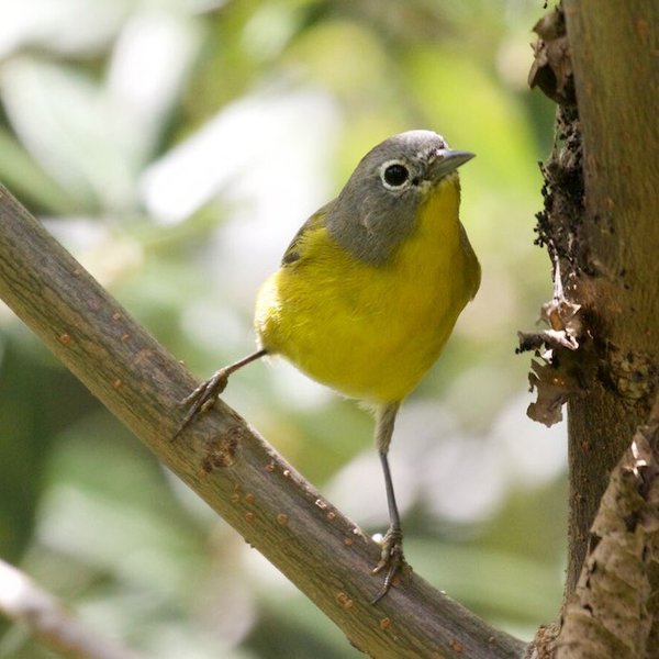 Nashville Warbler