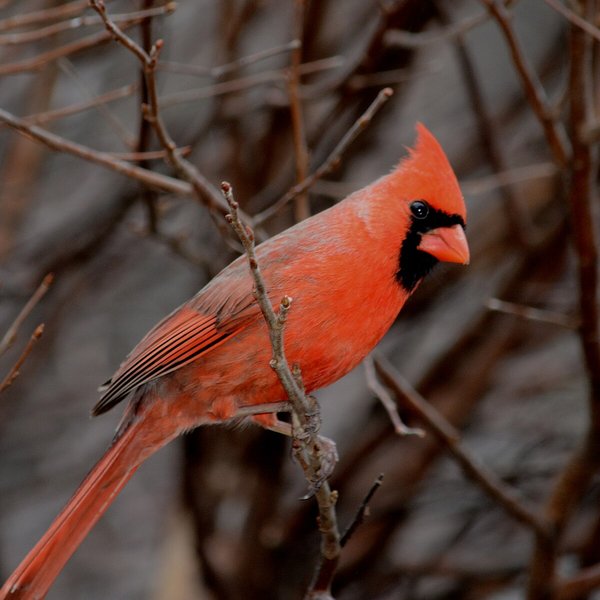 Northern Cardinal