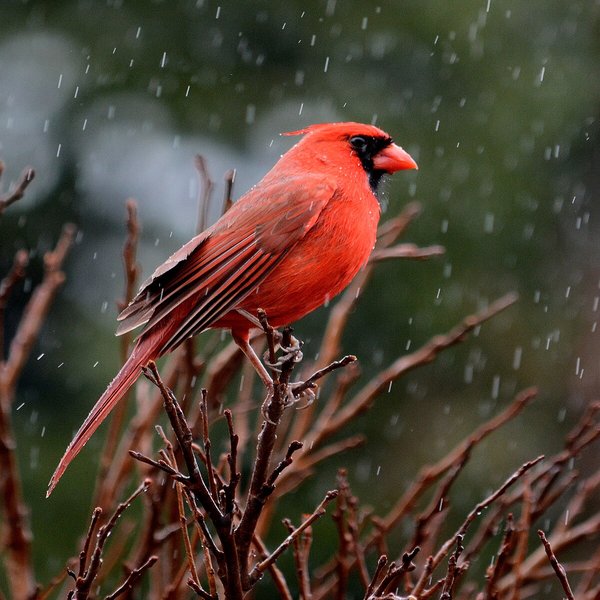 Northern Cardinal