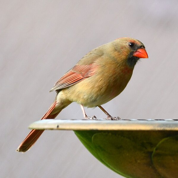 Northern Cardinal
