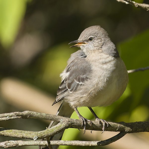 Northern Mockingbird