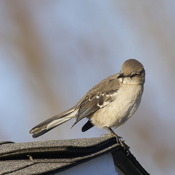 Northern Mockingbird