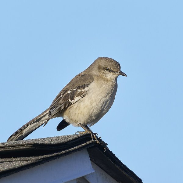 Northern Mockingbird
