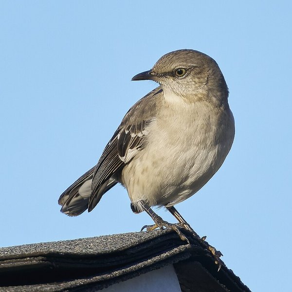 Northern Mockingbird