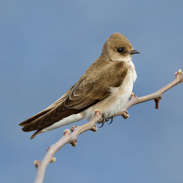Northern Rough-winged Swallow