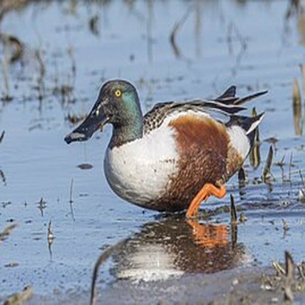 Northern Shoveler