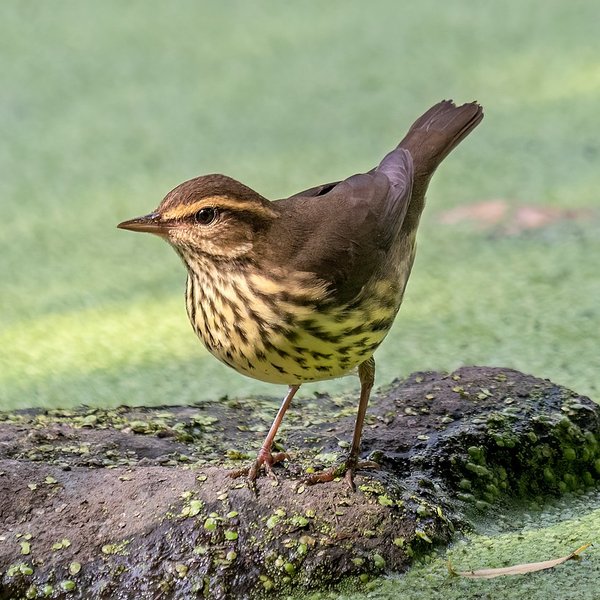 Northern Waterthrush