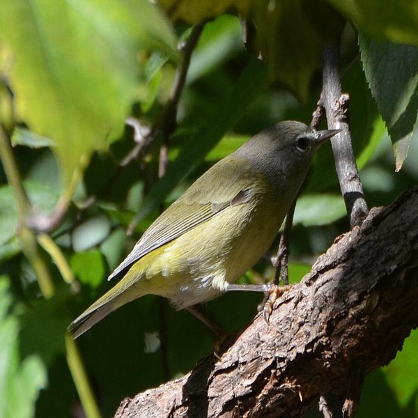Orange-crowned Warbler
