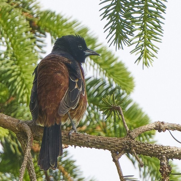 Orchard Oriole