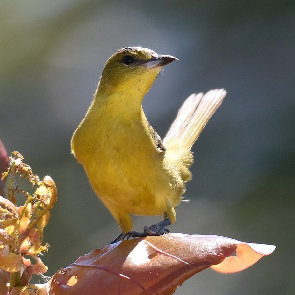 Orchard Oriole