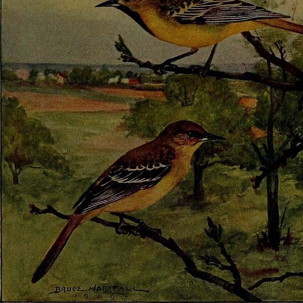 Orchard Oriole