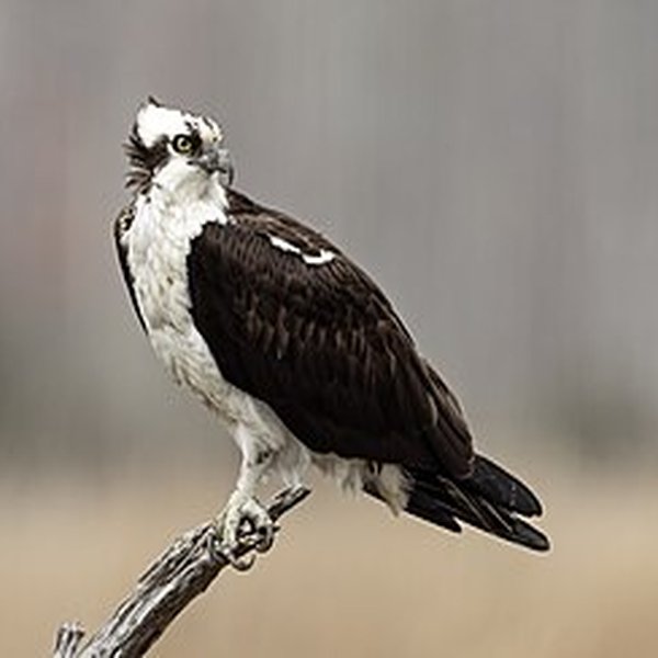 Osprey