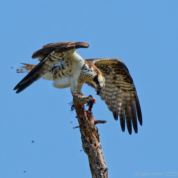 Osprey