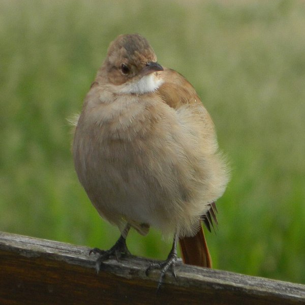 Ovenbird