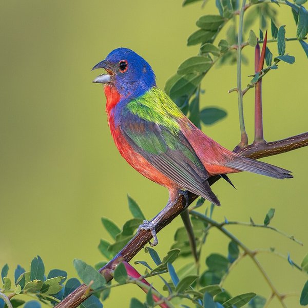 Painted Bunting